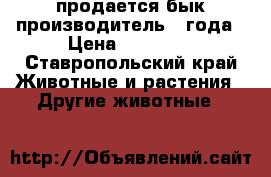 продается бык-производитель 2 года › Цена ­ 55 000 - Ставропольский край Животные и растения » Другие животные   